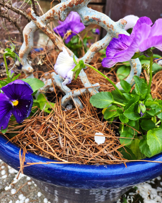 Shredded Pine Straw Mulch in Small Pot with Purple Pansies