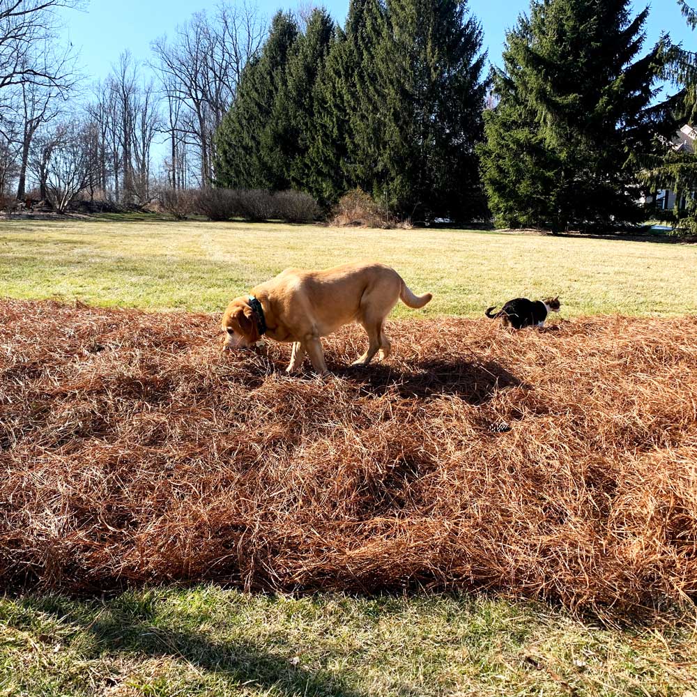 Dog and Cat in Pine Straw Mulch
