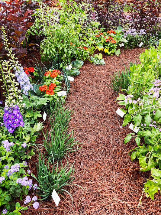 Pine Straw Mulch Garden