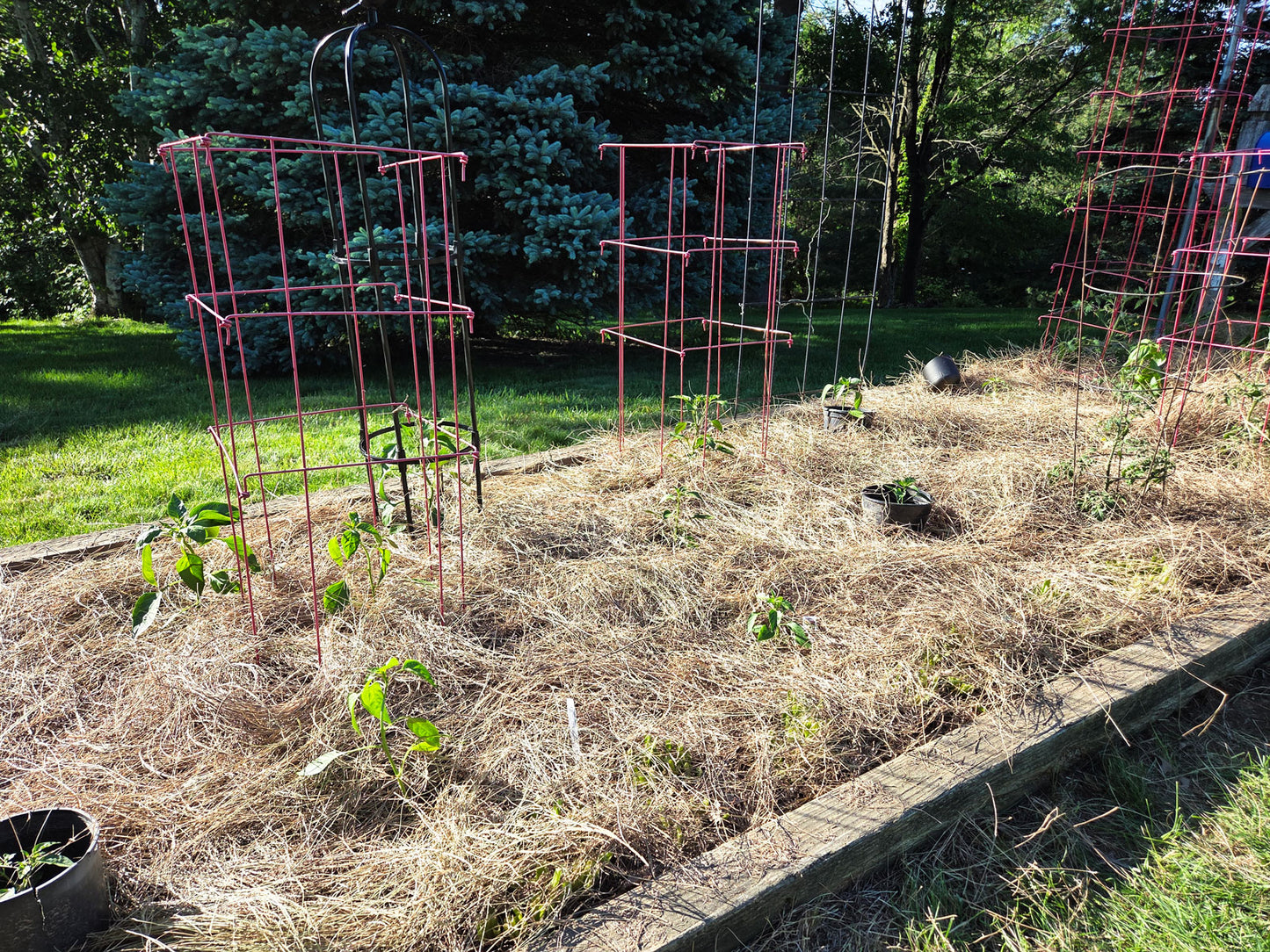 Pine Straw or Salt Hay Pickup - Rutland, MA