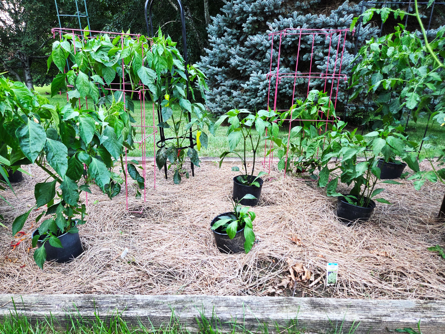 Pine Straw or Salt Hay Pickup - Rutland, MA