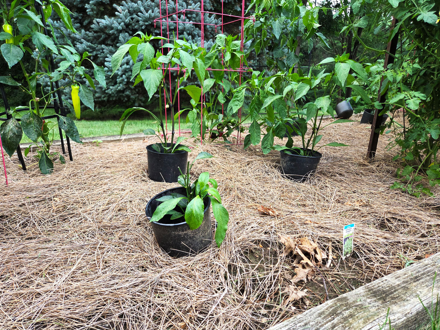 Pine Straw or Salt Hay Pickup - Rutland, MA