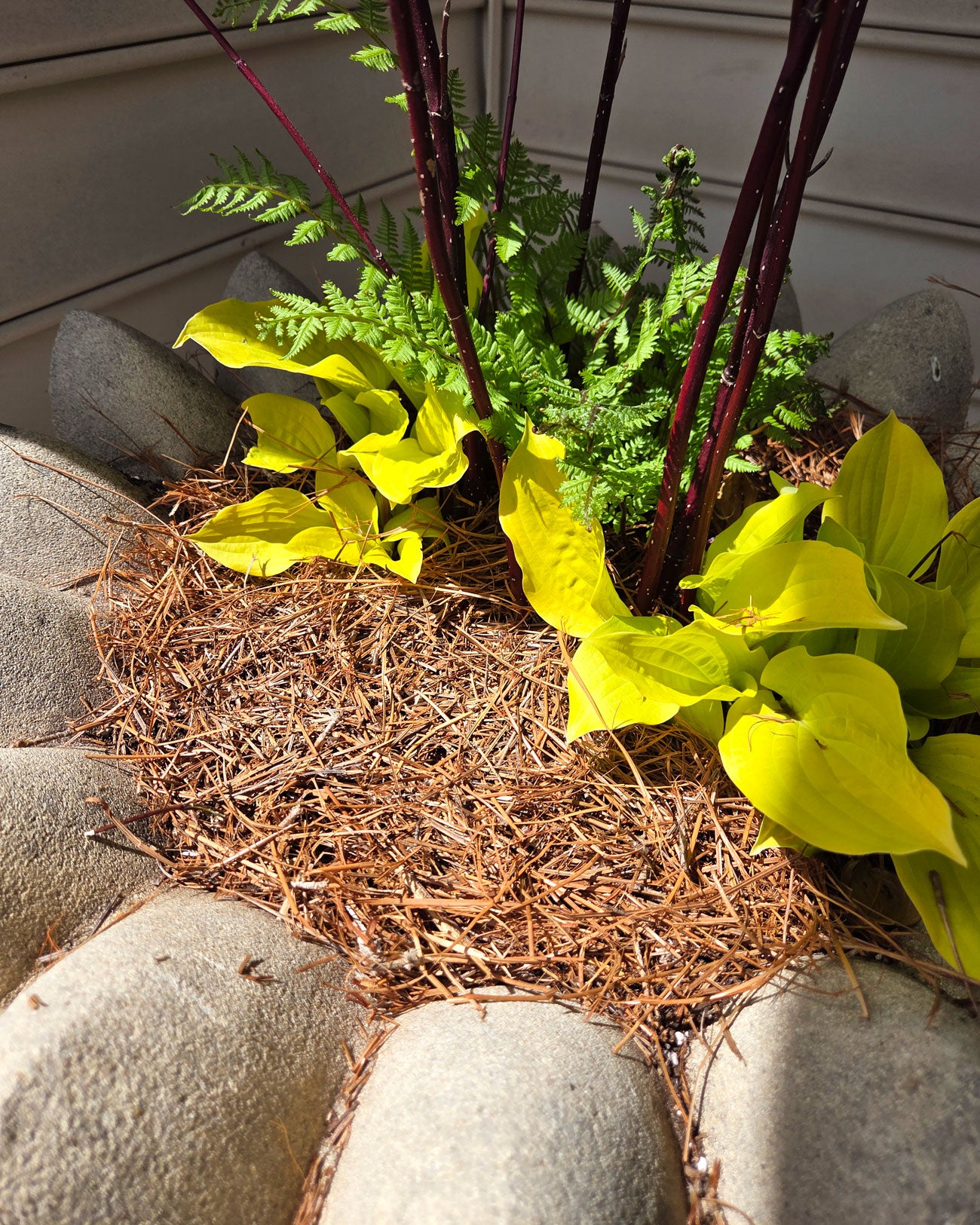 Shredded Pine Straw Mulch in Pot with Fire Island Hostas and Ferns