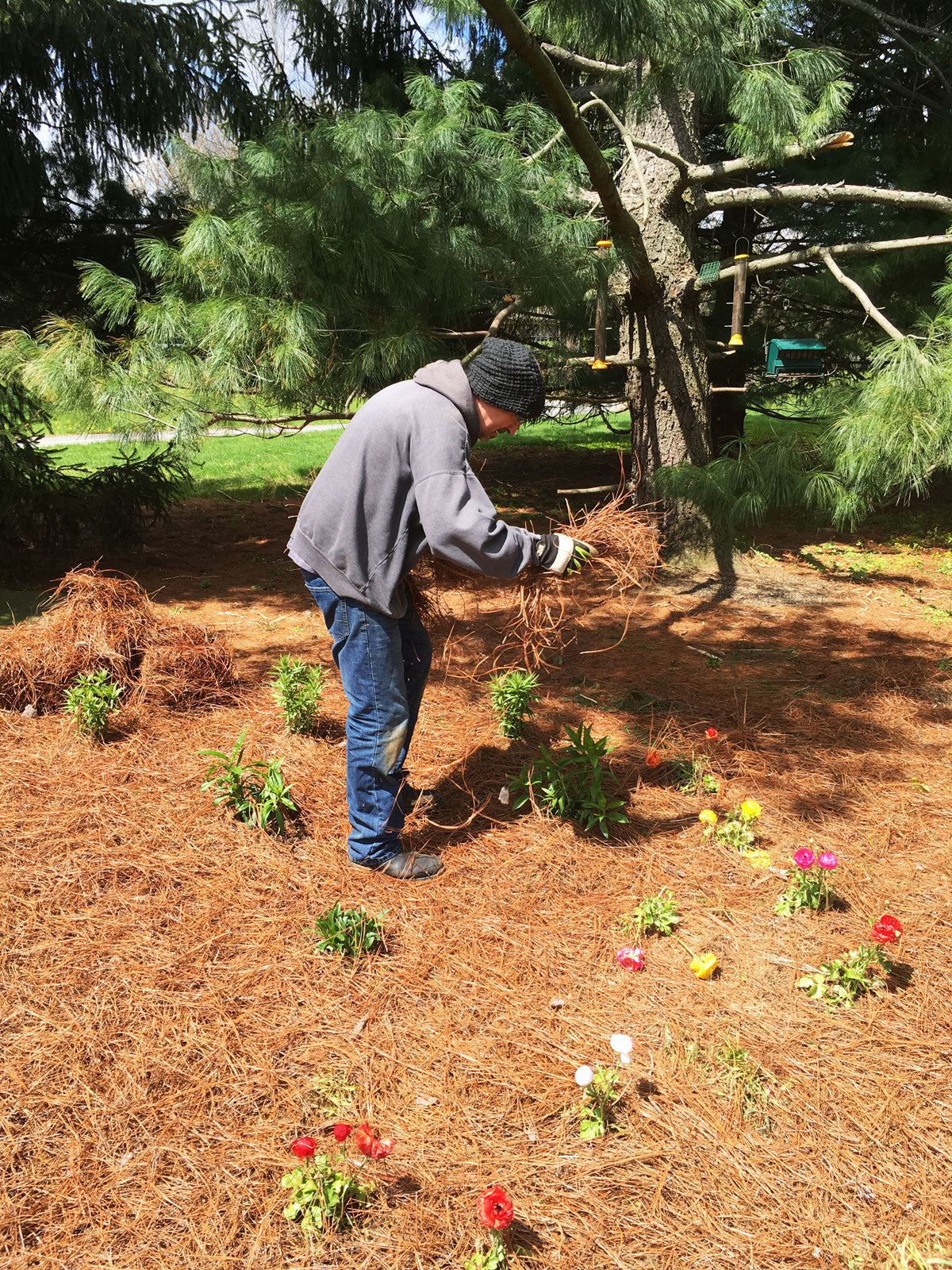 Spreading Pine Straw Mulch