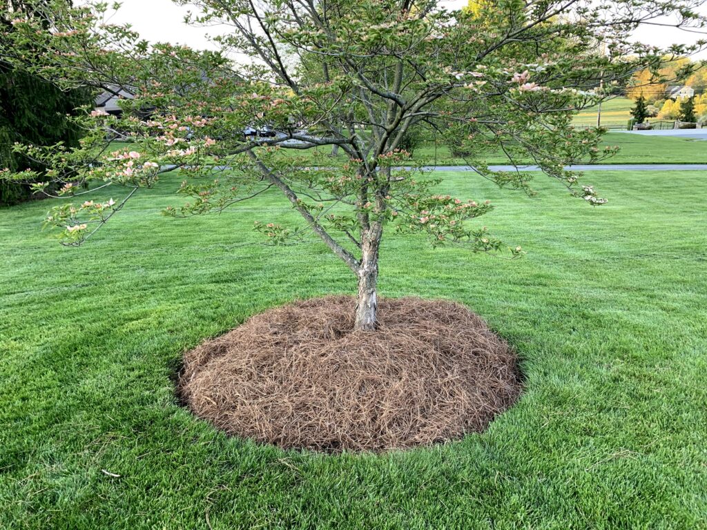 Pine Straw - Long Leaf - bale - Heinz Nurseries